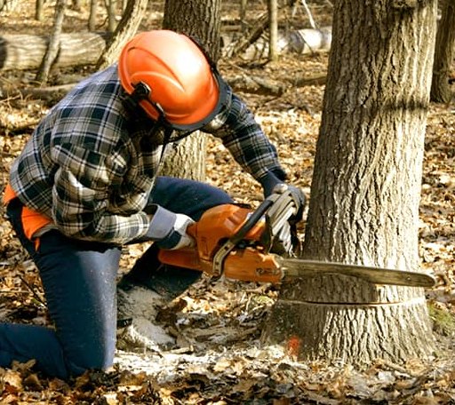 Tree Removal in Marshall, VA